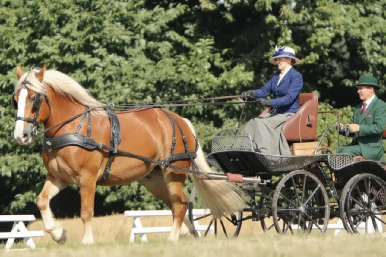 Un magnifique cheval de trait breton tire une calèche d'époque avec deux personnes élégamment habillées.