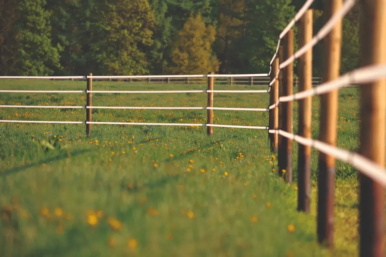 Clôture électrique sur une prairie verdoyante parsemée de fleurs jaunes, prête pour l'application d'engrais prairie.