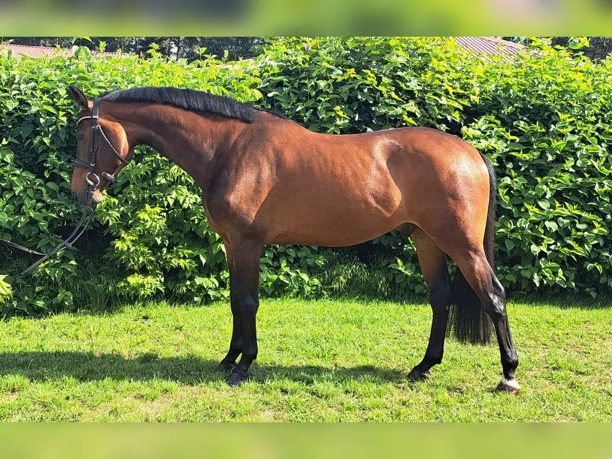 Un magnifique cheval warmblood bai, au port altier, se tient sur une pelouse verte devant un mur de verdure luxuriante.