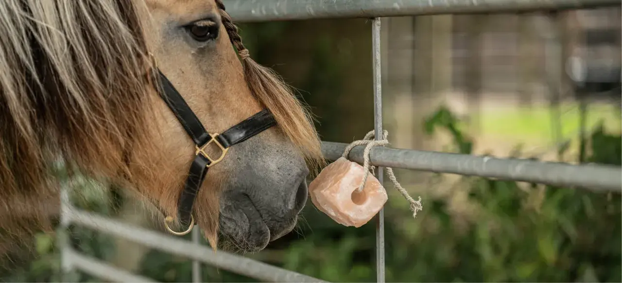 Un cheval au licol noir s'approche d'une pierre de sel rose, une source de minéraux essentiels pour sa santé.