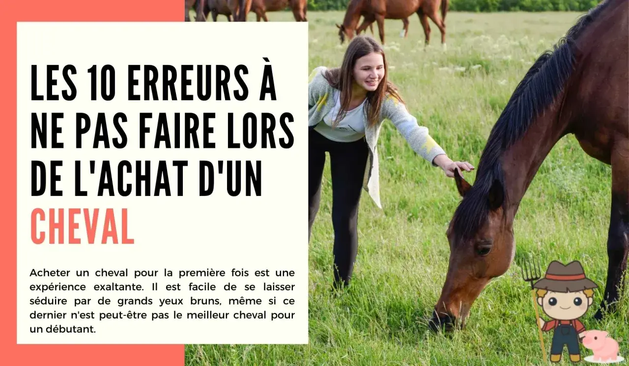 Jeune fille caressant un cheval dans un pré. Le texte parle des erreurs à éviter lors de l'achat d'un cheval, abordant la réglementation cheval sur terrain privé.