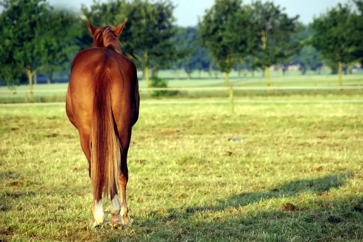 Cheval brun au pré, queue longue et soyeuse. Un petit tas d'excréments au sol, peut-être des oxyures cheval.