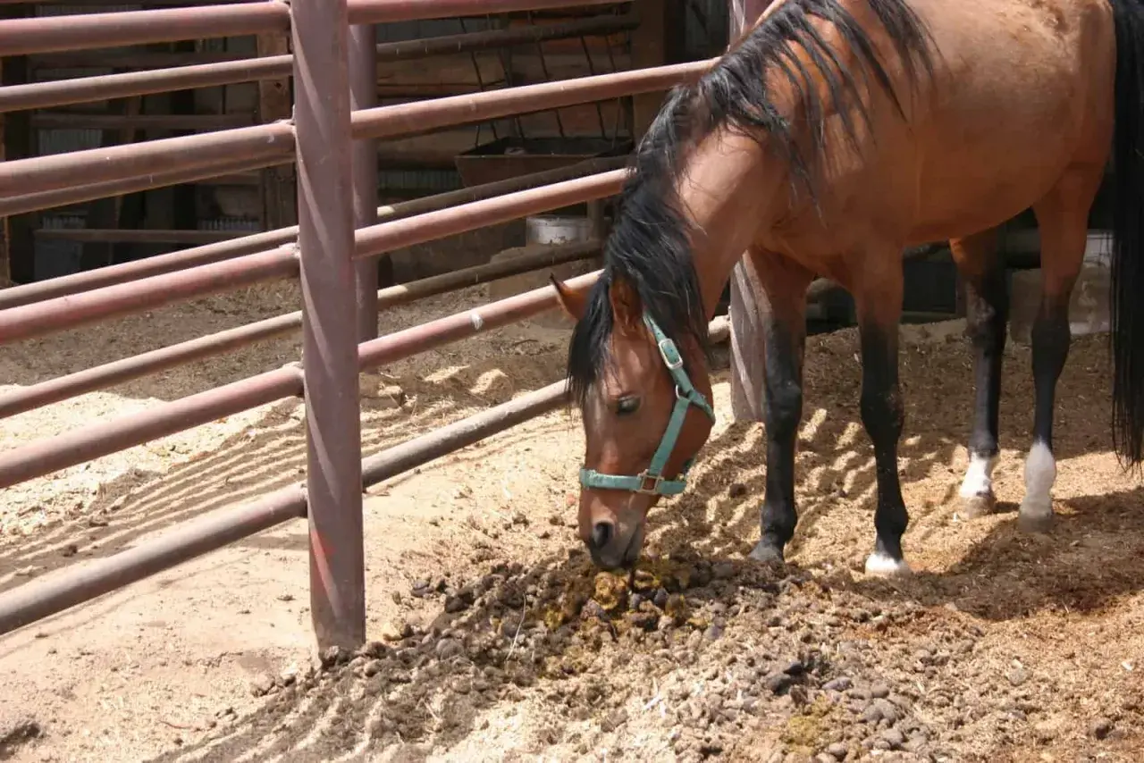 Un cheval brun renifle un tas de crottin de cheval, peut-être un signe de maladie ou de parasites.