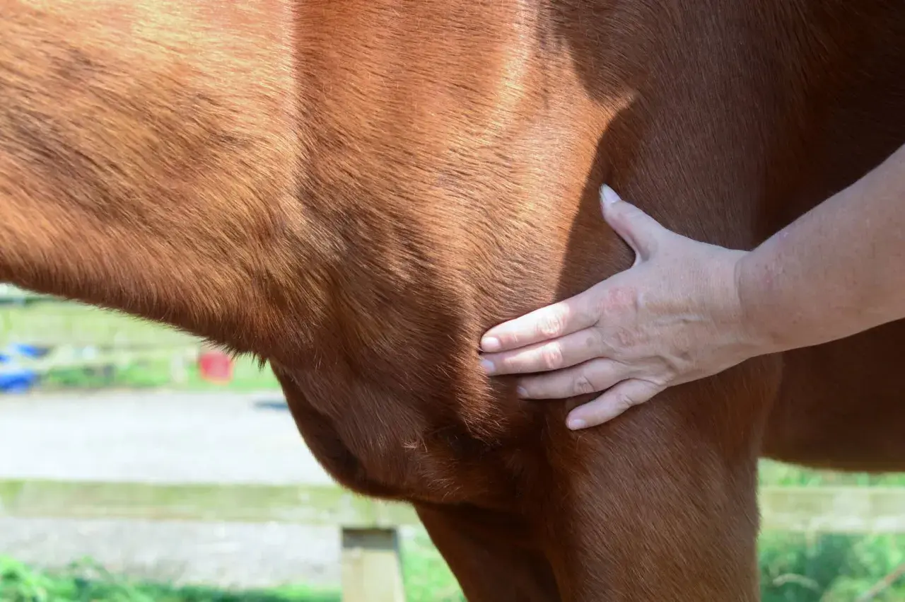 Main d'un vétérinaire palpant le flanc d'un cheval pour évaluer un œdème, étape clé du traitement.