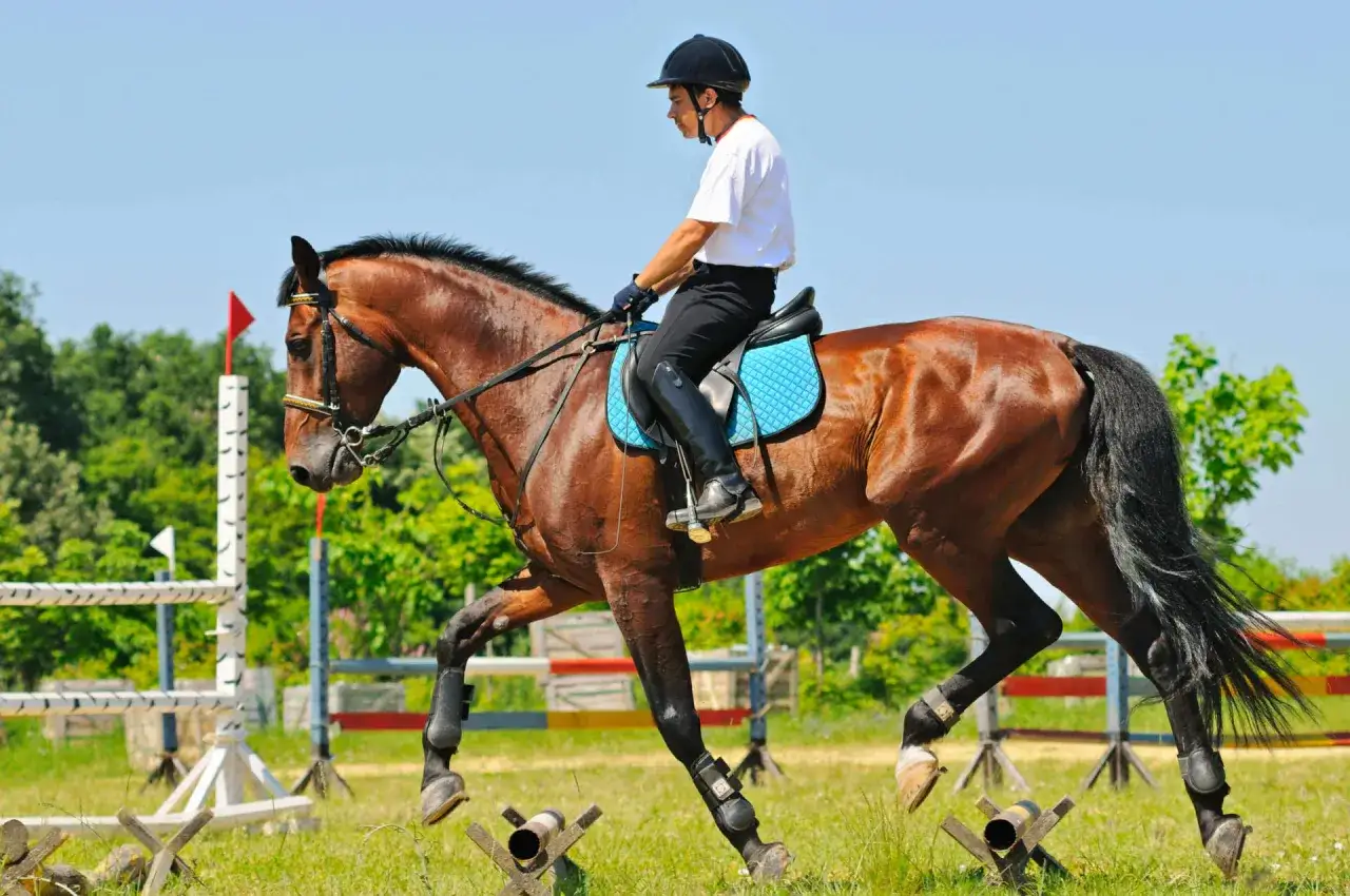 Cavalier en plein effort, son cheval brun effectue un saut. Le travail cheval est visible dans leur coordination parfaite.