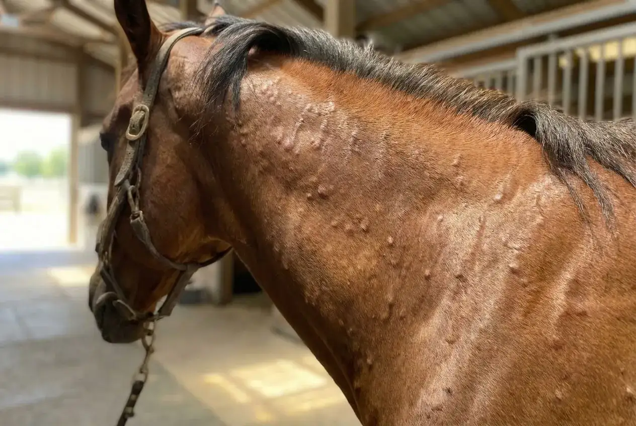 Un cheval brun présente des bosses sur le cou et le flanc, suggérant un purpura hémorragique.