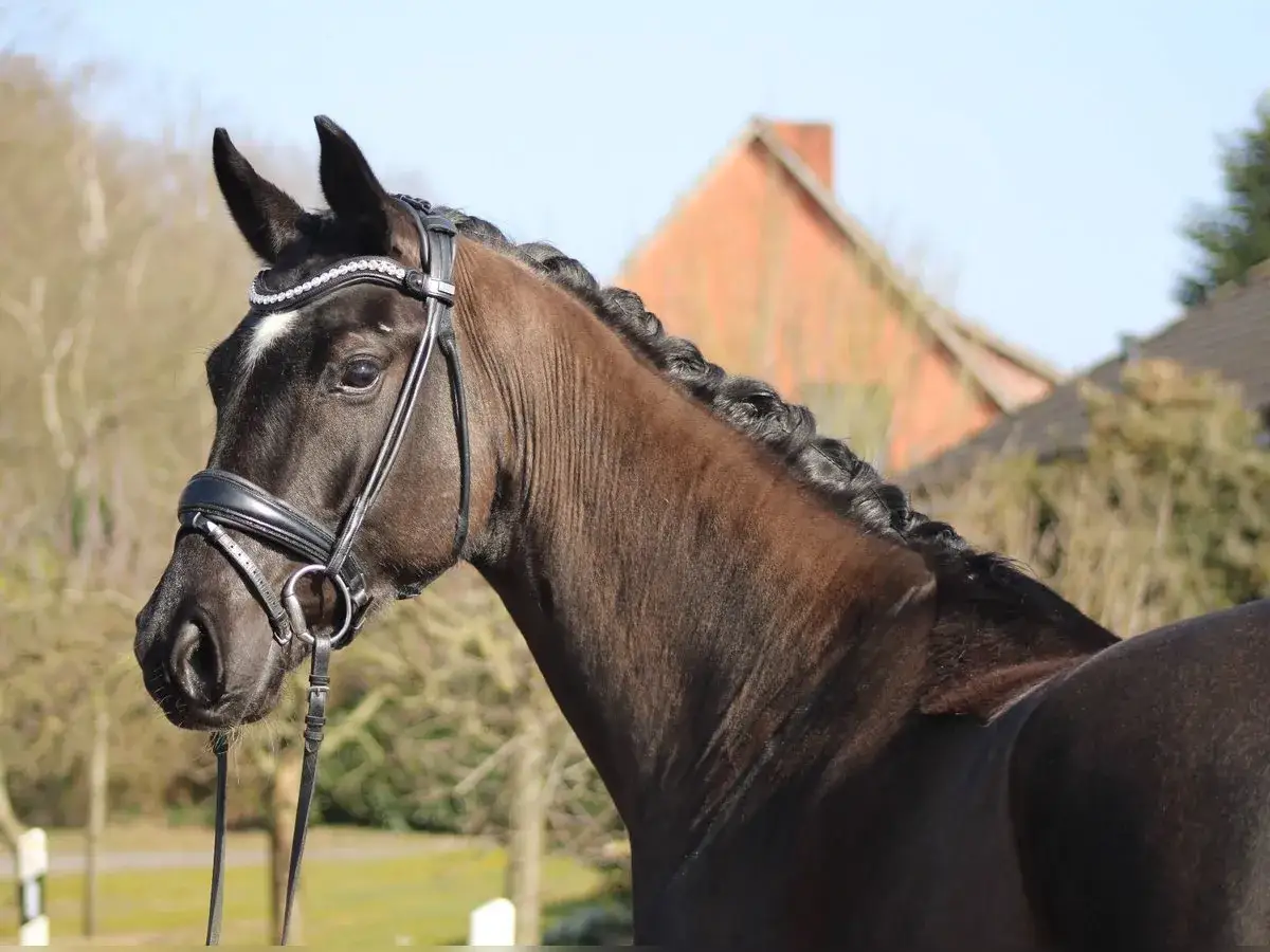 Magnifique cheval hanovrien &agrave; la robe fonc&eacute;e, crini&egrave;re tress&eacute;e, portant une bride orn&eacute;e de strass.