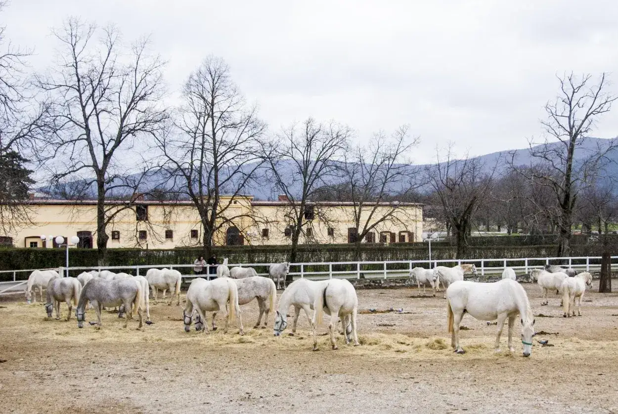Un troupeau de chevaux blancs, rappelant le lipizzan origine, broute dans une cour devant une ferme.
