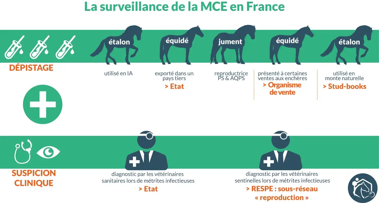 Surveillance de la MCE en France : d&eacute;pistage et suspicion clinique, avec des illustrations de chevaux (&eacute;talon, jument, &eacute;quid&eacute;) et des symboles m&eacute;dicaux.