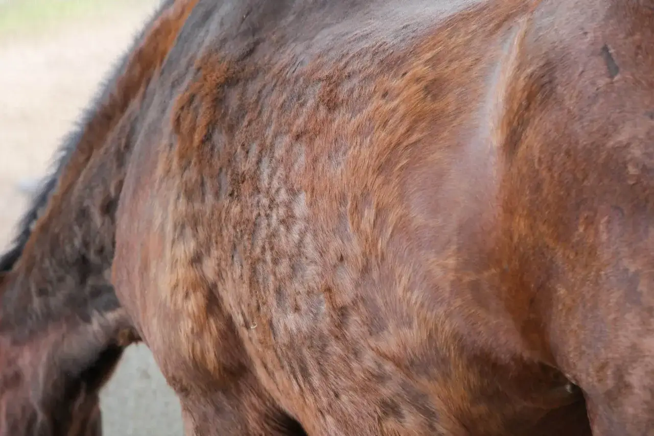 Gros plan sur le flanc d'un cheval brun, montrant une peau texturée et une fourrure irrégulière, possiblement liée à la maladie de Cushing et au stress.