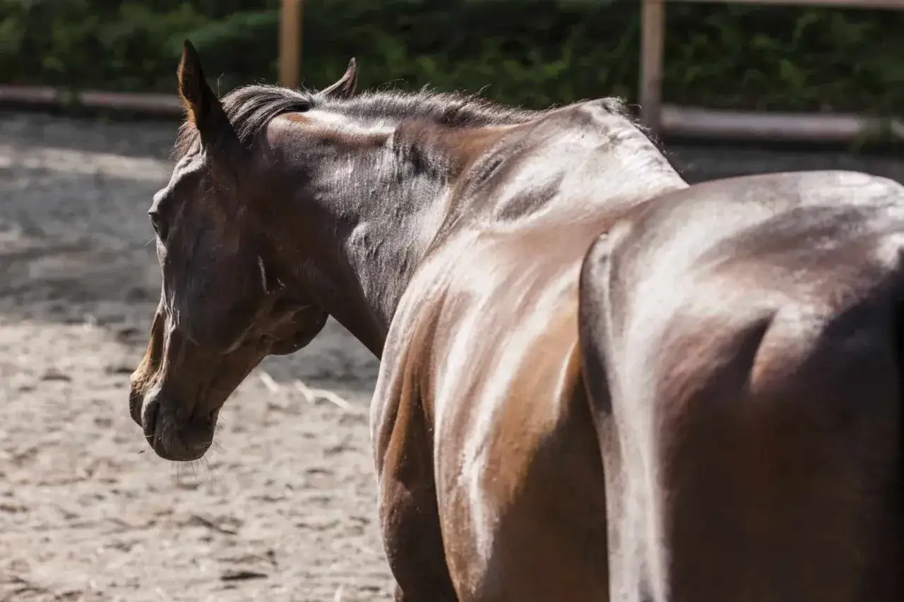 Un cheval brun, le PSSM visible sur son dos, se tient dans une carrière sablonneuse.