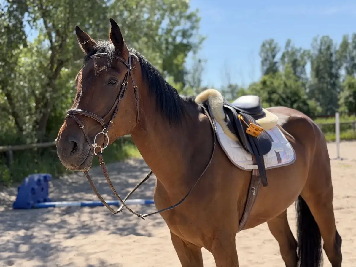 Un magnifique cheval warmblood brun, sell&eacute; et brid&eacute;, attend patiemment sur le sable d'une carri&egrave;re ensoleill&eacute;e.