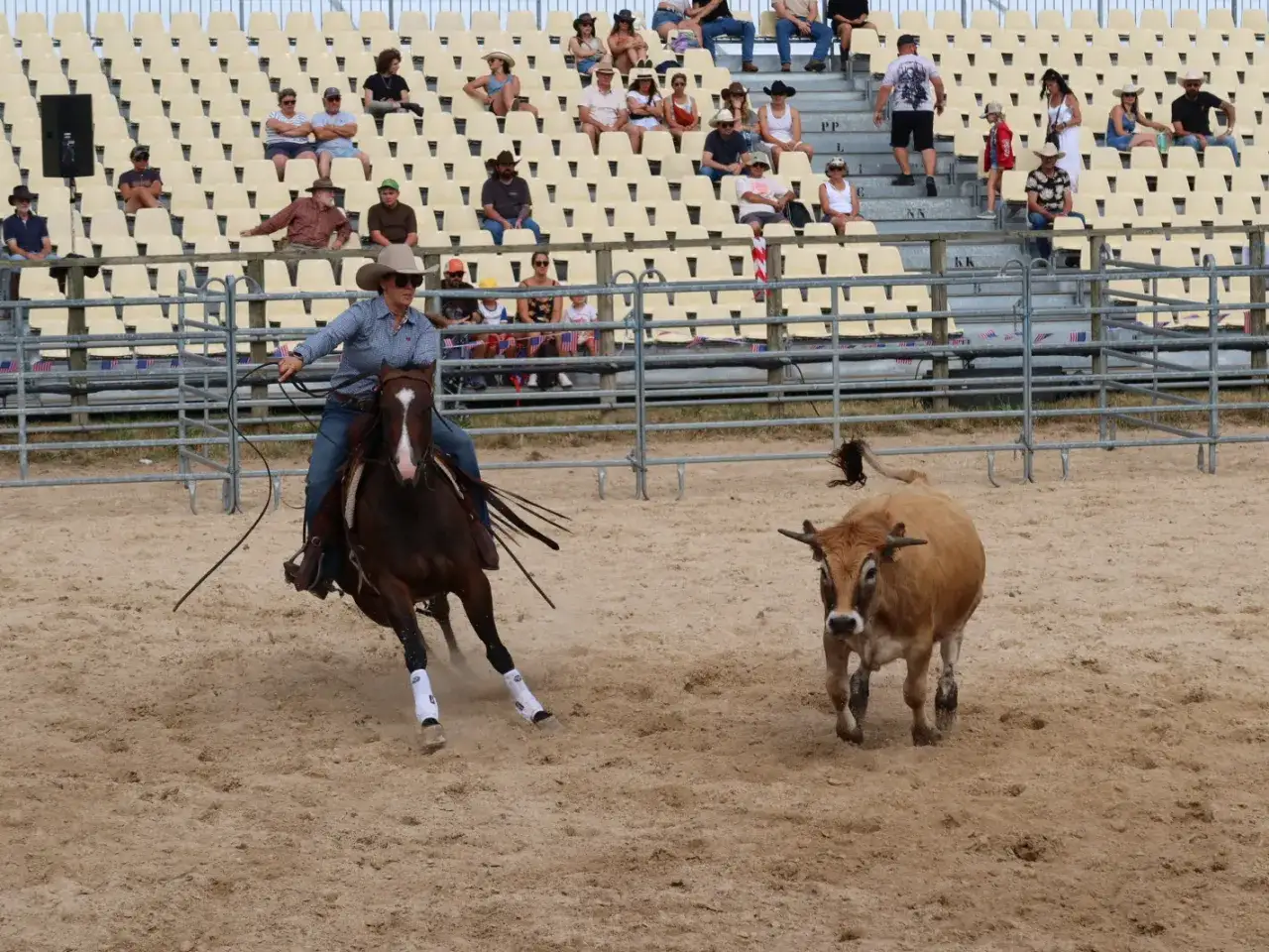 Une cavali&egrave;re man&oelig;uvre son cheval pour un cutting, le taureau est pr&ecirc;t.