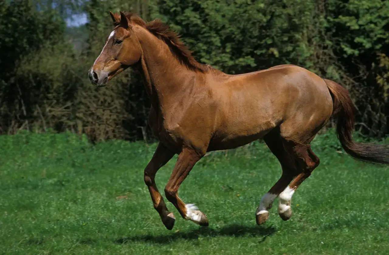 Un magnifique cheval anglo arabe bai galope dans un pr&eacute; verdoyant, sa crini&egrave;re au vent.