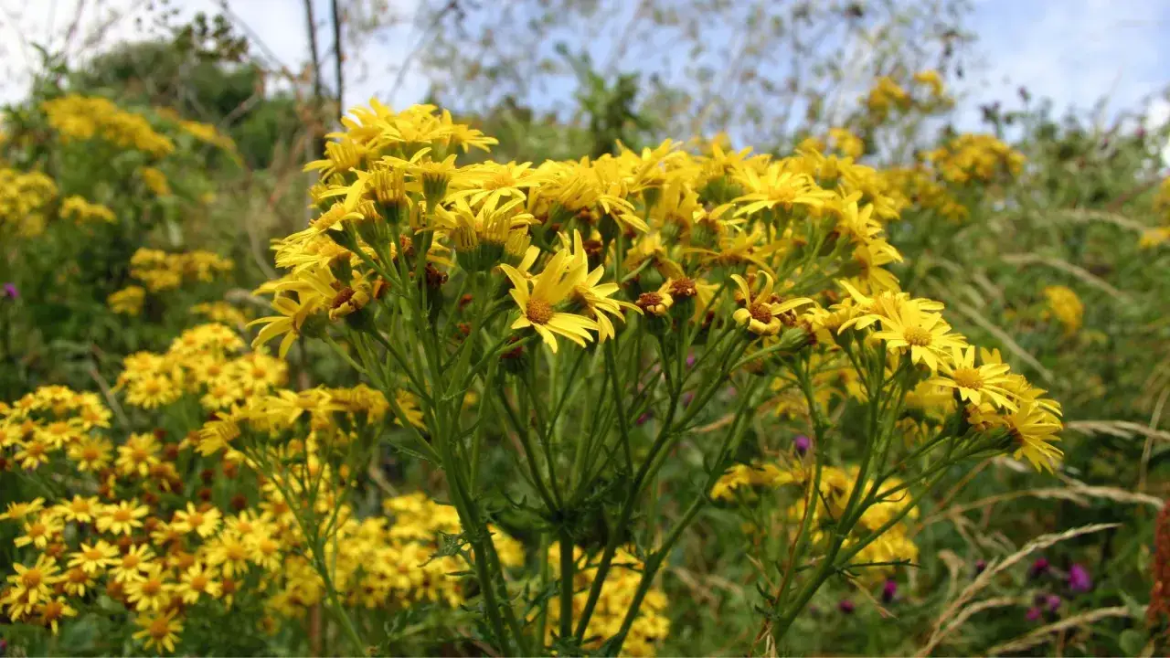 Un champ de seneçon de Jacob, aux fleurs jaunes vives, illumine le paysage.
