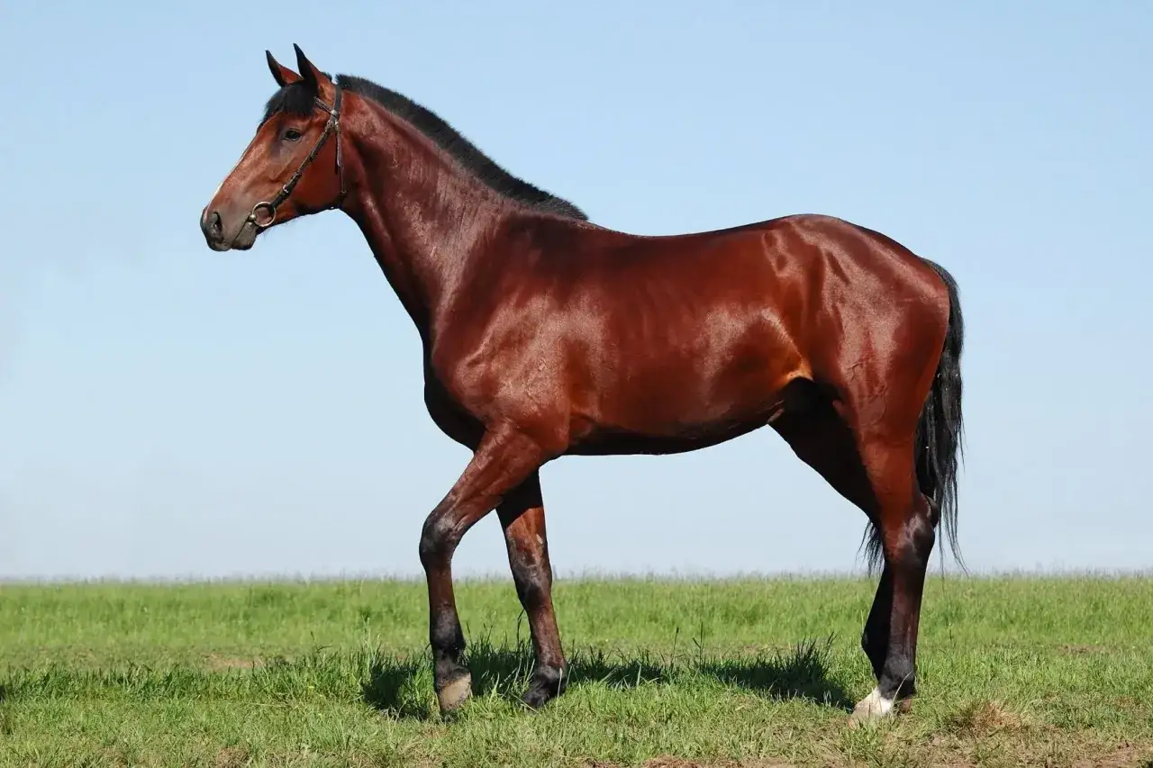 Un magnifique cheval Oldenburg, robe baie, se tient fi&egrave;rement dans un pr&eacute; verdoyant sous un ciel bleu clair.