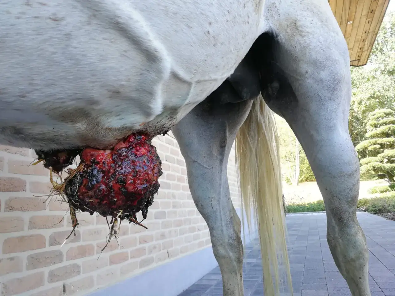 Gros sarco&iuml;de cheval, une masse tumorale rouge et n&eacute;crotique pend sous le ventre du cheval, avec des d&eacute;bris de paille.