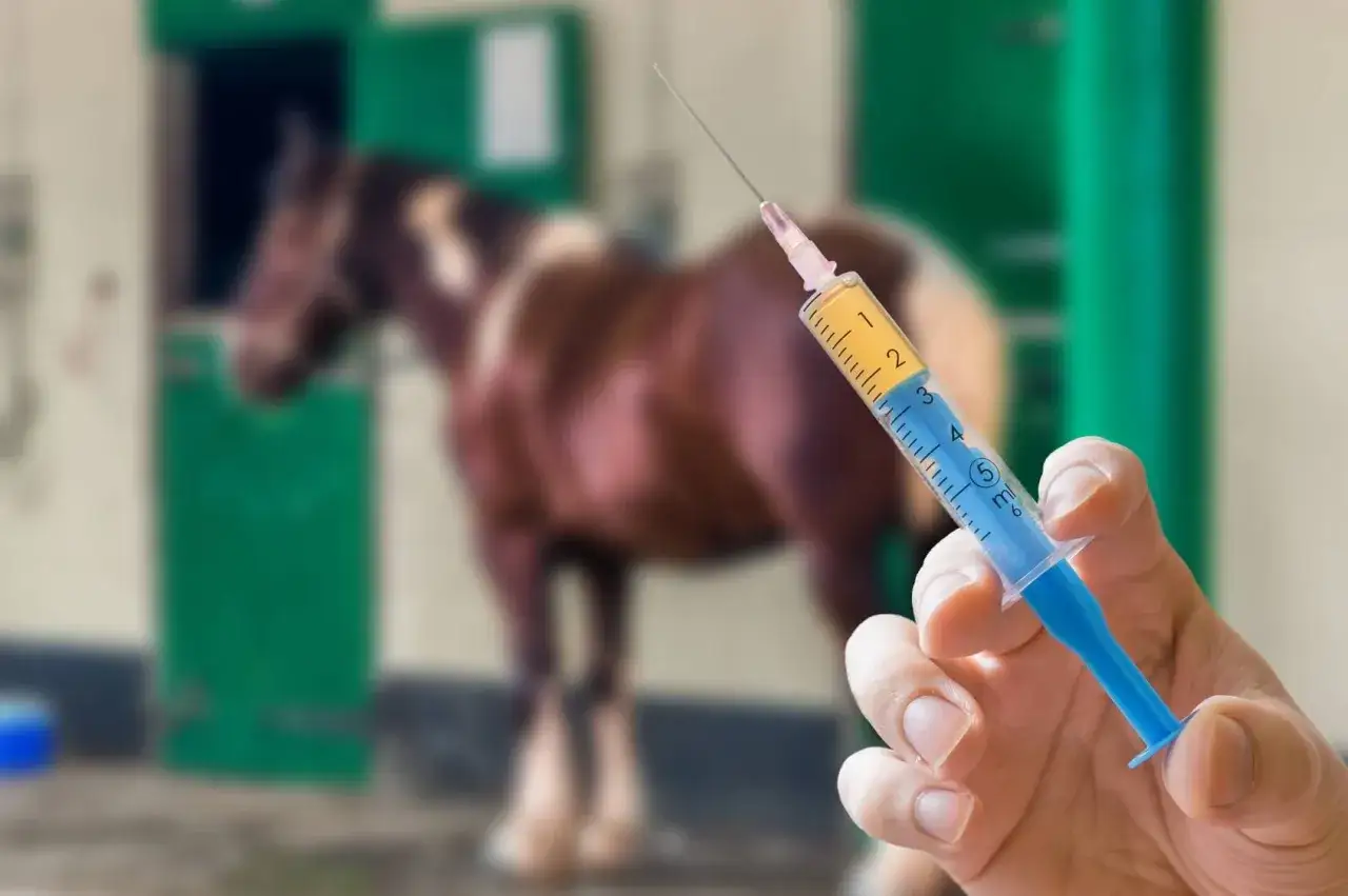 Maintenant, parlons du prix du vaccin pour cheval. Une seringue remplie de liquide jaune et bleu est tenue par une main, avec un cheval flou en arrière-plan.