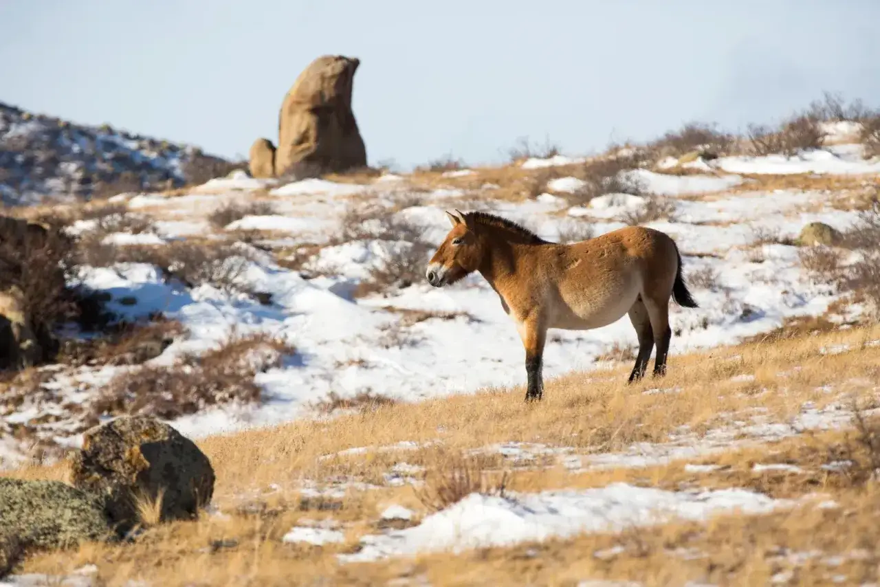 Un cheval de Przewalski, seul, se tient sur une colline enneigée, son pelage brun contrastant avec le paysage hivernal.