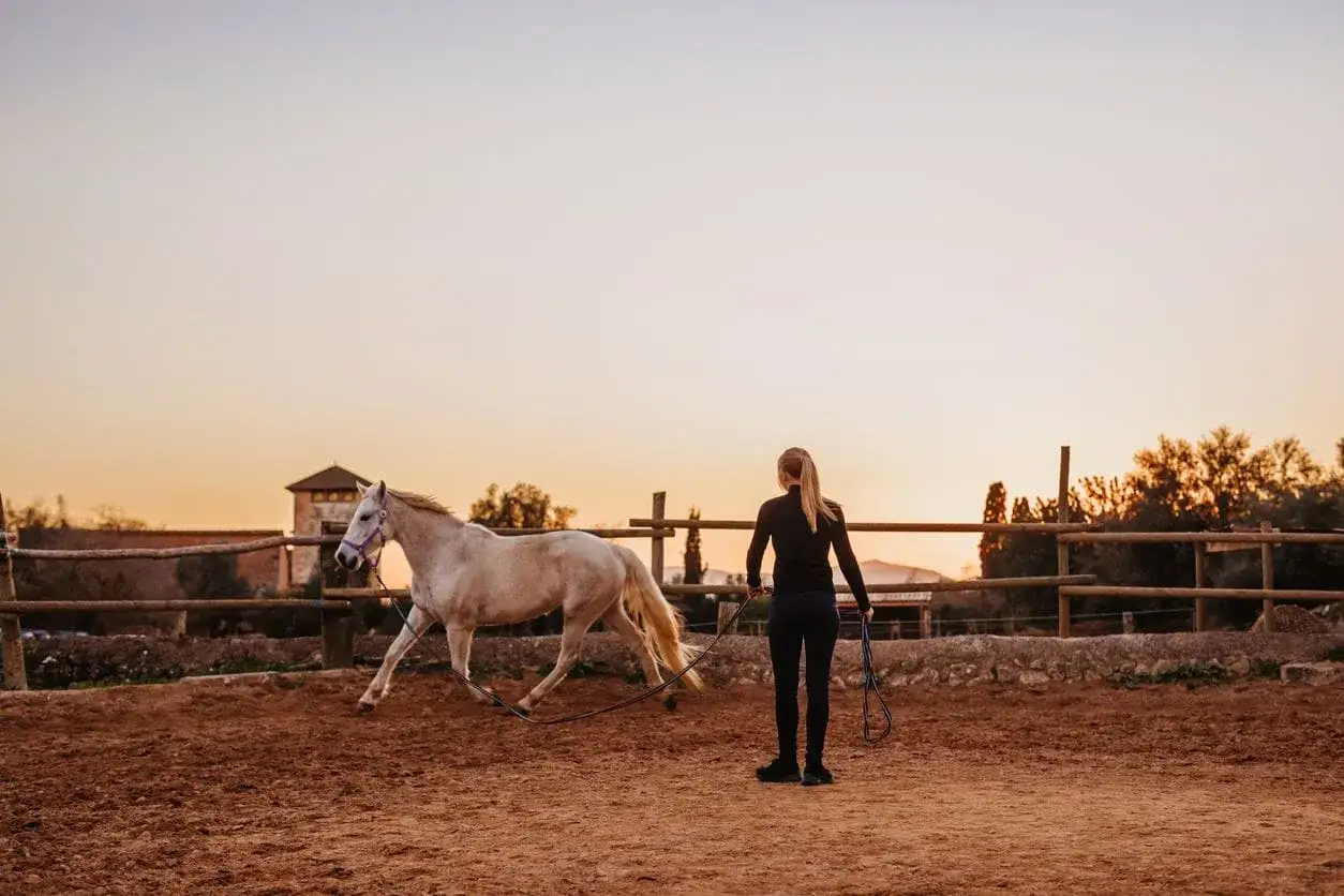 Une femme dirige un cheval blanc dans un manège au coucher du soleil. Le cheval est en mouvement, montrant son travail.