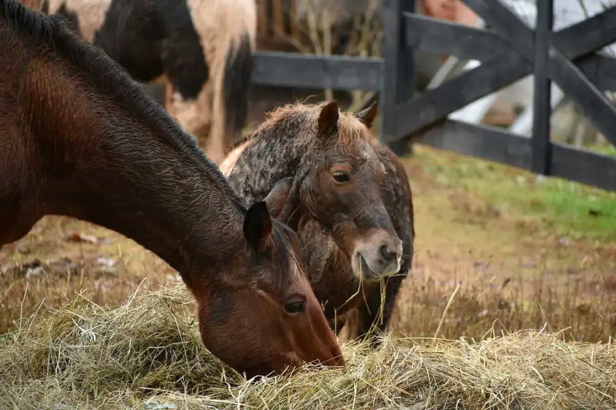 Deux chevaux, dont un poney, mangent du foin. Le poney a le museau couvert de foin, montrant ainsi que mange un poney.