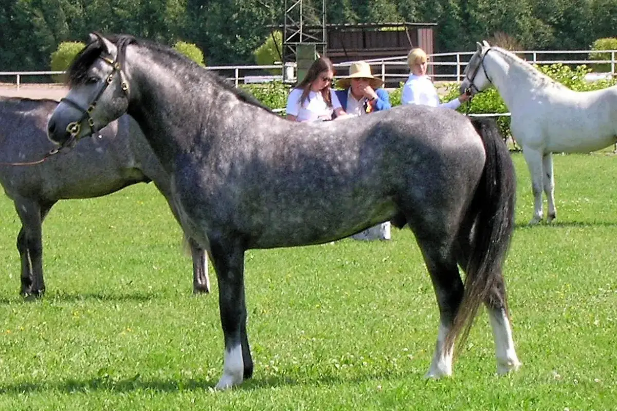 Un magnifique welsh poney gris mouchet&eacute; se tient fi&egrave;rement dans un pr&eacute; verdoyant, pr&ecirc;t pour une exposition.