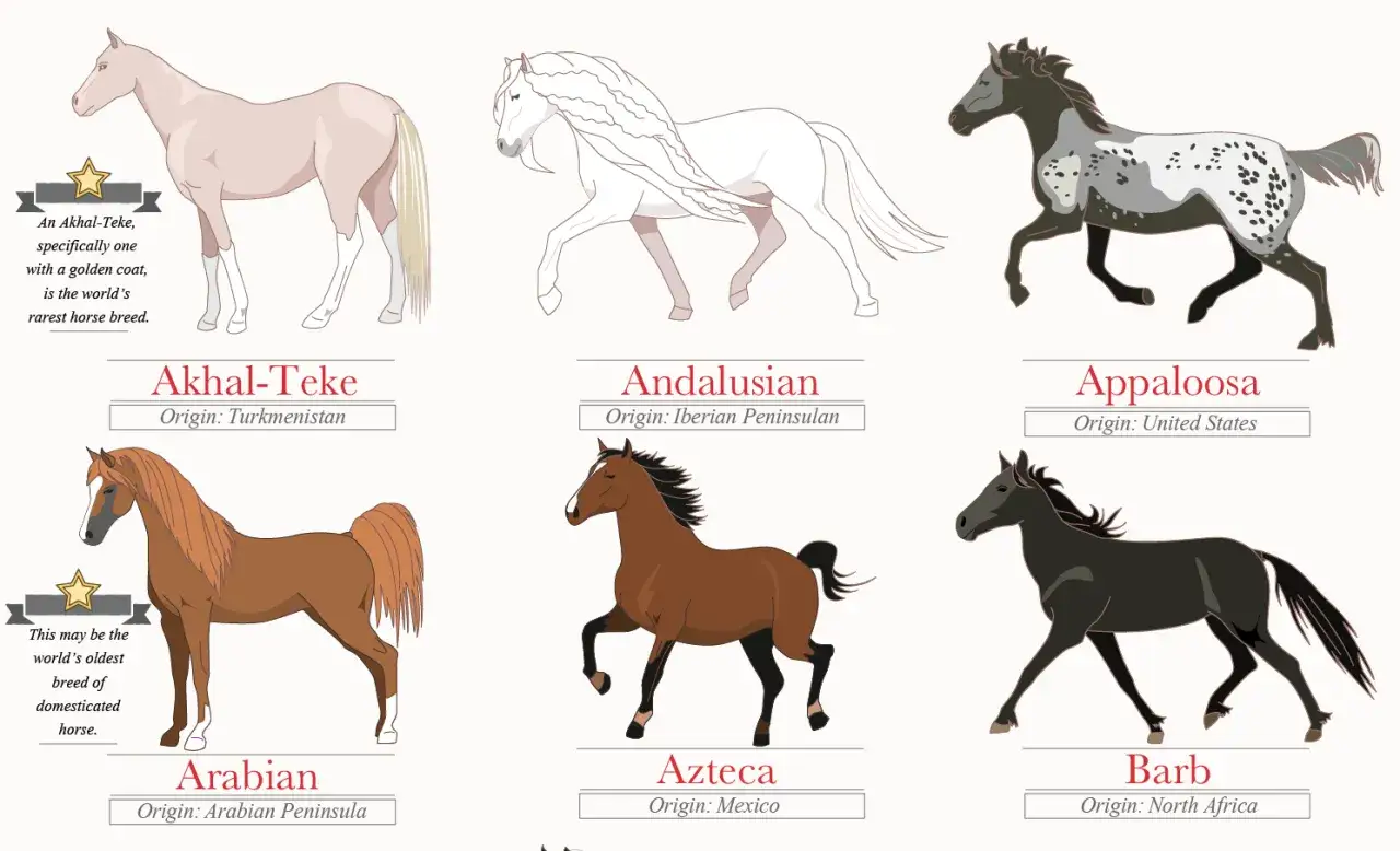 Découvrez combien de race de chevaux existent : Akhal-Teke, Andalou, Appaloosa, Arabe, Azteca, Barb.