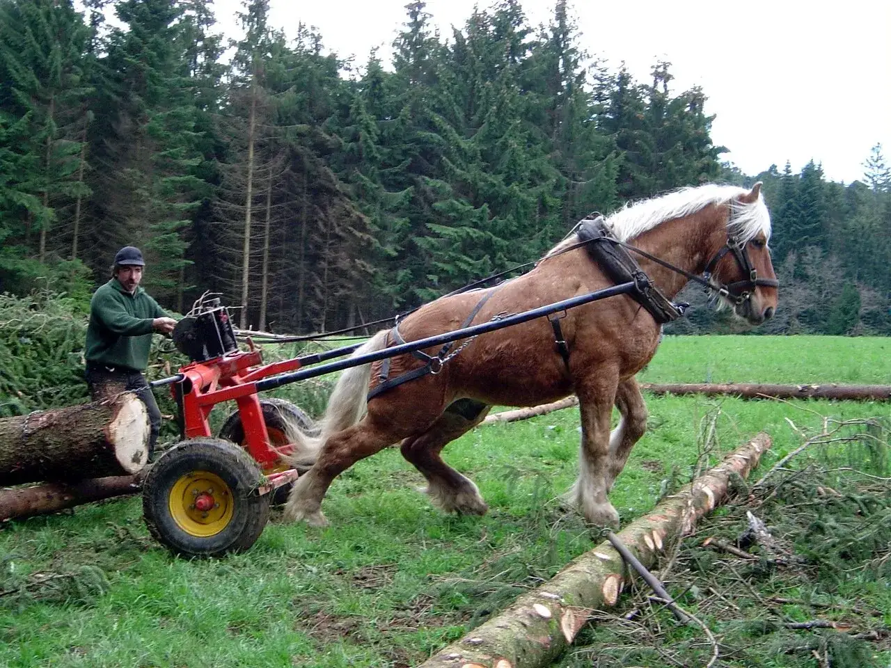 Un homme guide un puissant cheval de trait tirant une charrette chargée de bois dans une forêt.
