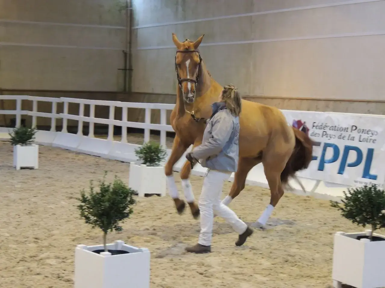 Un cheval alezan, pr&ecirc;t pour sa ration d'avoine, est guid&eacute; par une femme dans une carri&egrave;re.