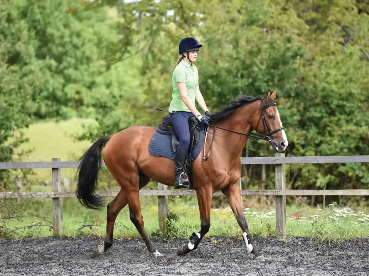 Une cavalière en tenue d'équitation monte un cheval bai en plein trot enlevé. Le cheval est en mouvement dans une carrière.