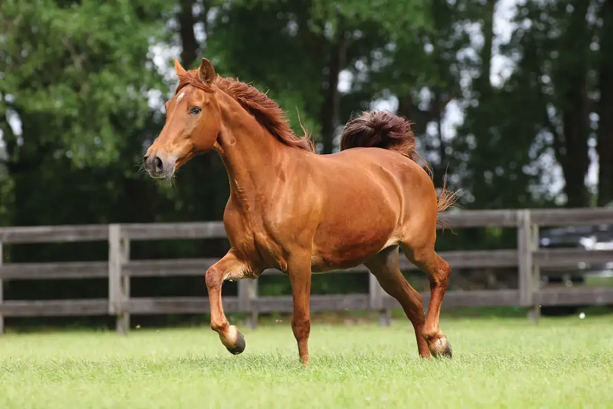 Un magnifique Missouri Fox Trotter alezan galope dans un pr&eacute; verdoyant, sa crini&egrave;re et sa queue flottant au vent.