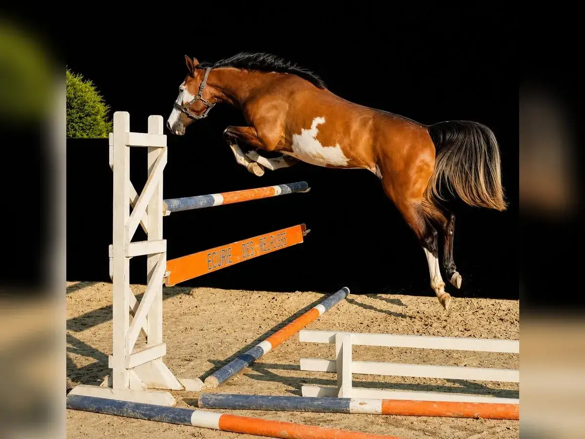 Un magnifique cheval bai et blanc, un pur-sang français, saute avec grâce par-dessus un obstacle.