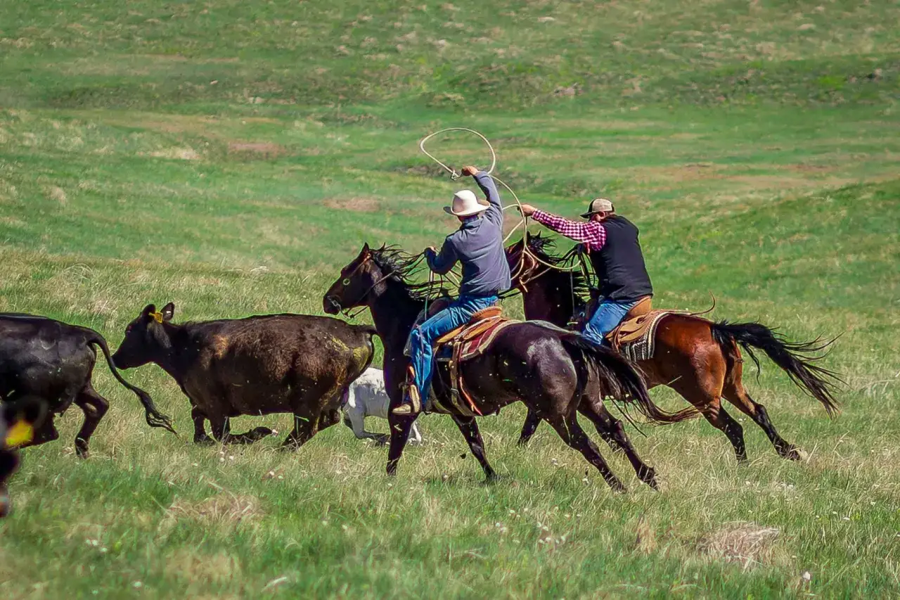 Deux cowboys sur leurs chevaux américains poursuivent un troupeau de vaches dans un pré verdoyant. L'un lance un lasso.