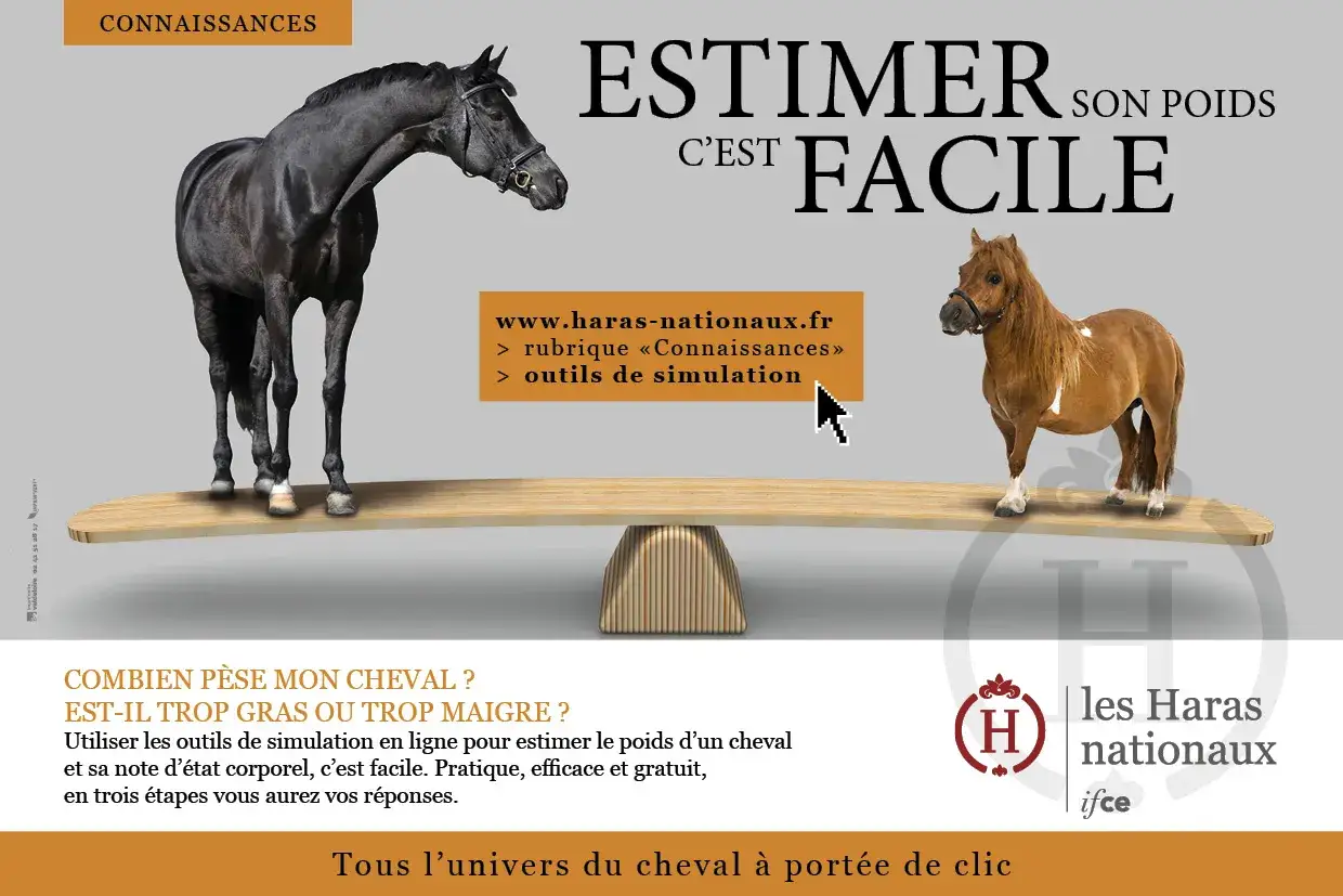 Un grand cheval noir et un petit cheval bai sur une balance. Estimer le poids d'un cheval, c'est facile. Savoir combien de foin mange un cheval par jour est aussi une question de poids.
