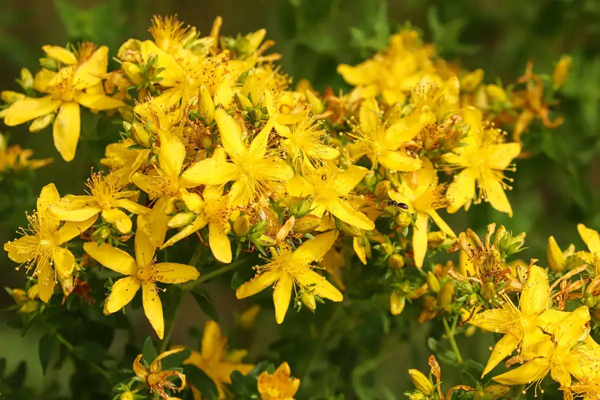 Gros plan sur des fleurs de millepertuis photosensibilisant, d'un jaune éclatant, avec un petit insecte noir sur l'une d'elles.