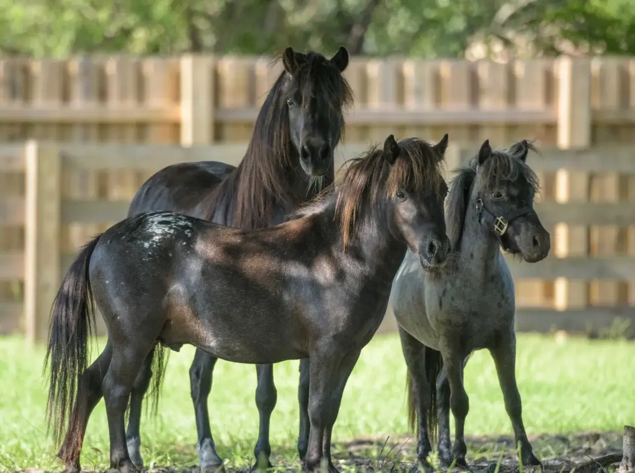 Trois mini chevaux noirs et gris se tiennent dans un pr&eacute;, avec une cl&ocirc;ture en bois en arri&egrave;re-plan.