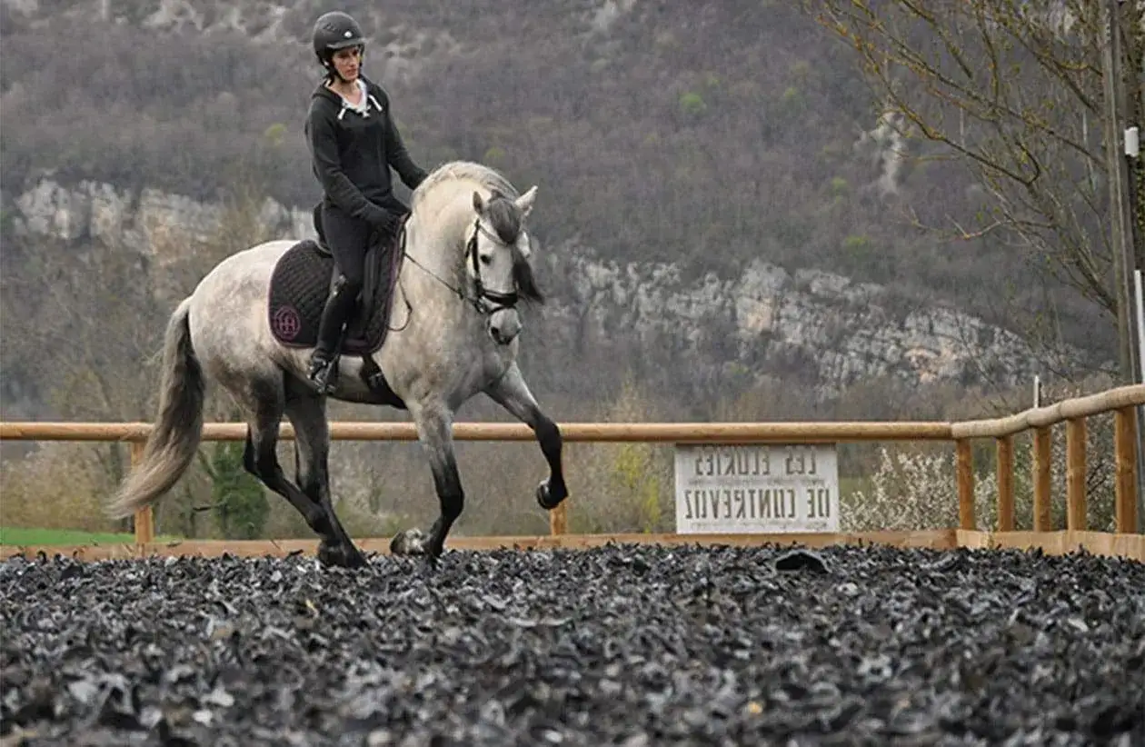 Une cavali&egrave;re et son cheval gris &eacute;voluent sur le sol d'une carri&egrave;re &eacute;questre, dans un cadre naturel.