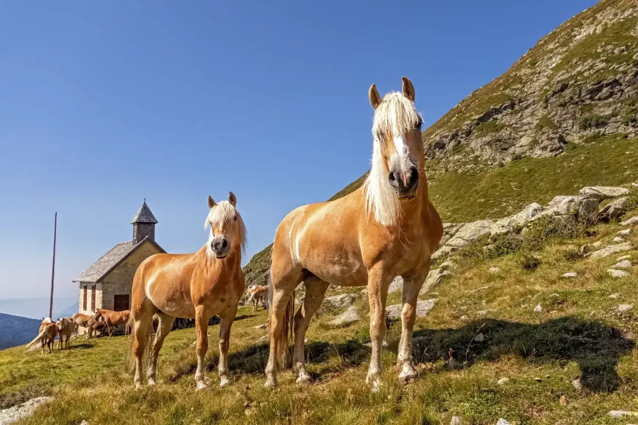 Deux chevaux Haflinger, au caractère doux, se tiennent dans un paysage montagneux près d'une petite église.