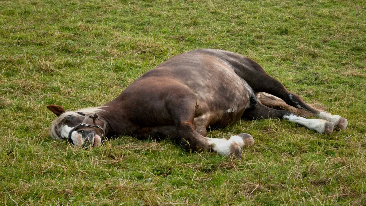 Cheval couché sur le flanc dans l'herbe, l'air souffrant. Un signe de colique chez le cheval.