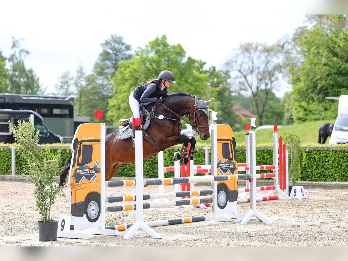 Un magnifique cheval westphalien, monté par une cavalière en pleine action, franchit un obstacle lors d'une compétition d'équitation.