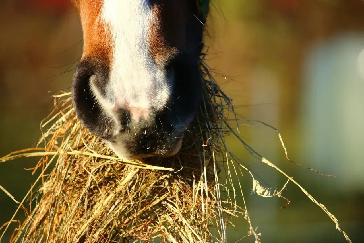 Museau de cheval mangeant du foin. Les avantages et inconvénients du foin sont nombreux pour les équidés, mais ce repas semble apprécié.