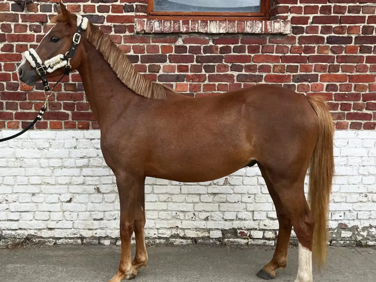Un grand poney bai, fier et bien sellé, se tient devant un mur de briques rouges et blanches.