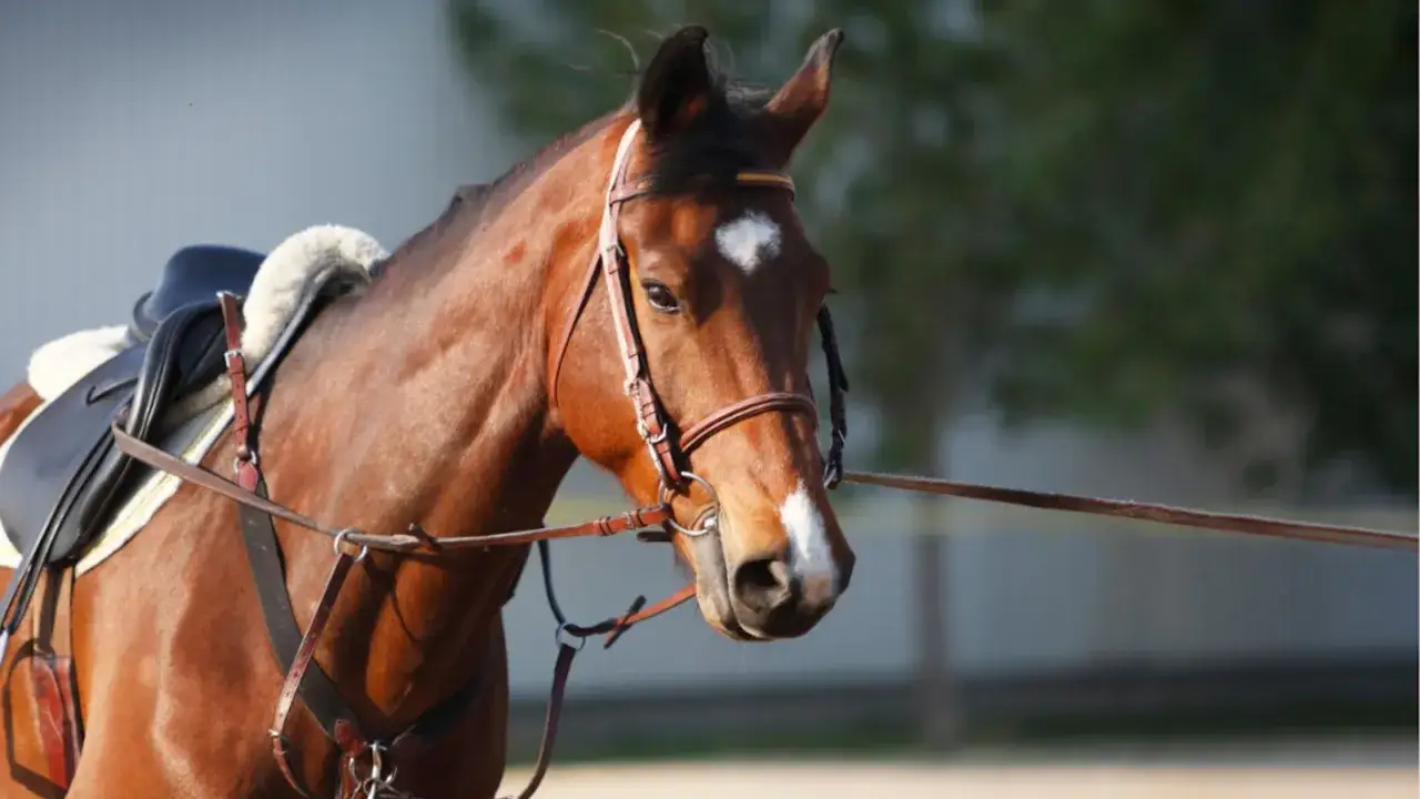 Un beau cheval bai, sell&eacute; et brid&eacute;, pr&ecirc;t &agrave; longer.