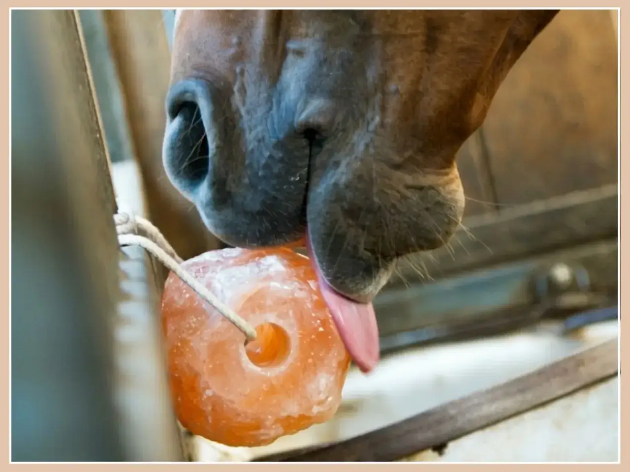 Un cheval lèche une pierre de sel rose. Une friandise pour le bien-être de ce noble animal.