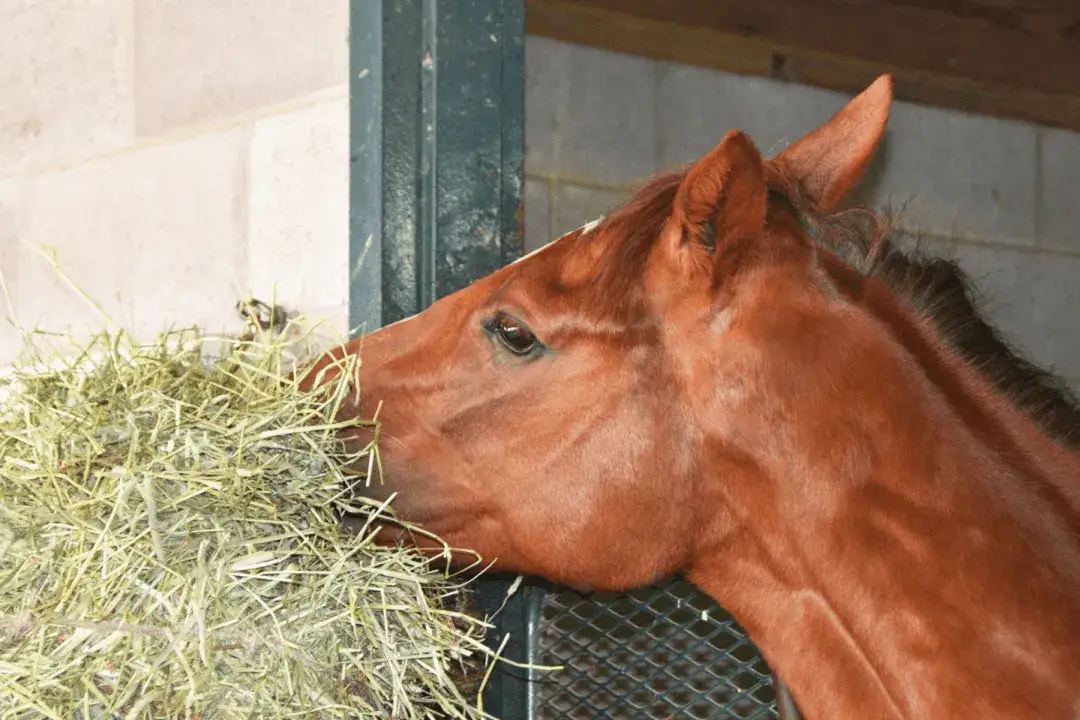 Un cheval brun savoure son foin enrubann&eacute;. Un avis sur la qualit&eacute; de ce foin pour cheval.