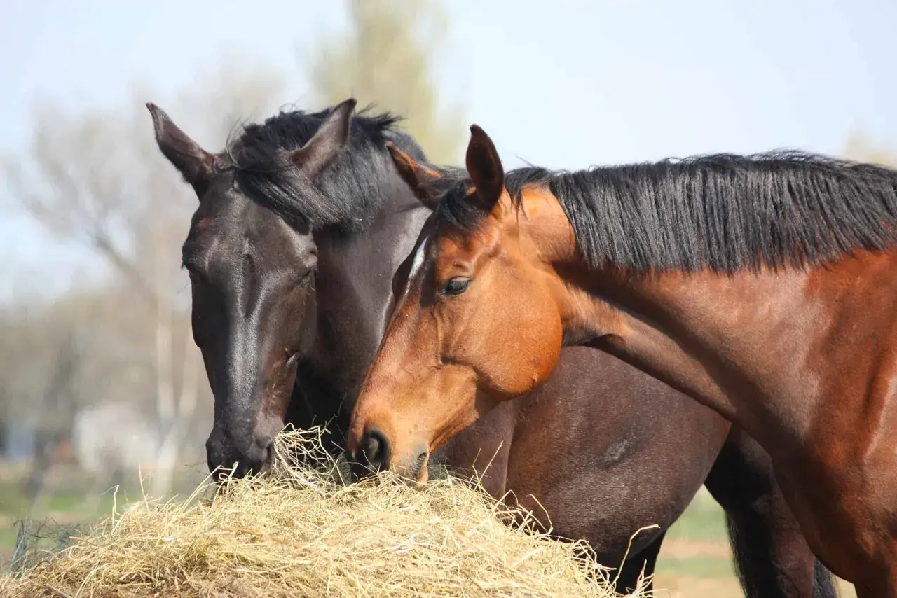 Deux chevaux, l'un brun et l'autre noir, partagent un tas de foin. Le cheval brun a une liste blanche sur le front. Ils sont occup&eacute;s, chaque cheval qui mange tranquillement.