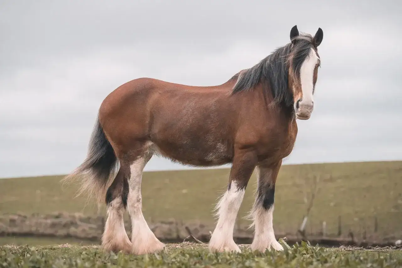 Un majestueux cheval de trait Clydesdale, impressionnant par sa taille, se tient fièrement dans un pré verdoyant.