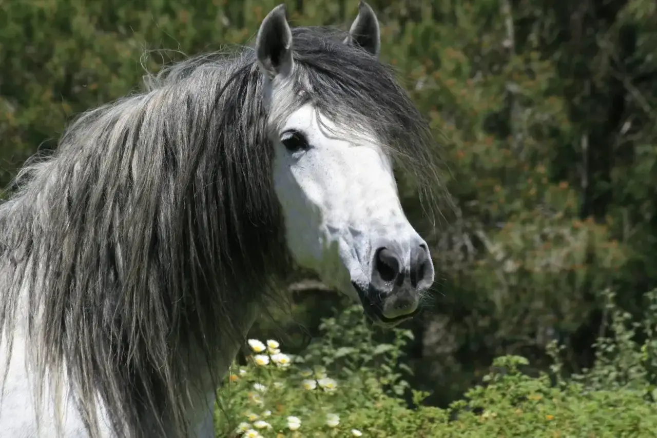 Magnifique cheval andalou à la crinière grise et longue, se tenant dans un pré fleuri.