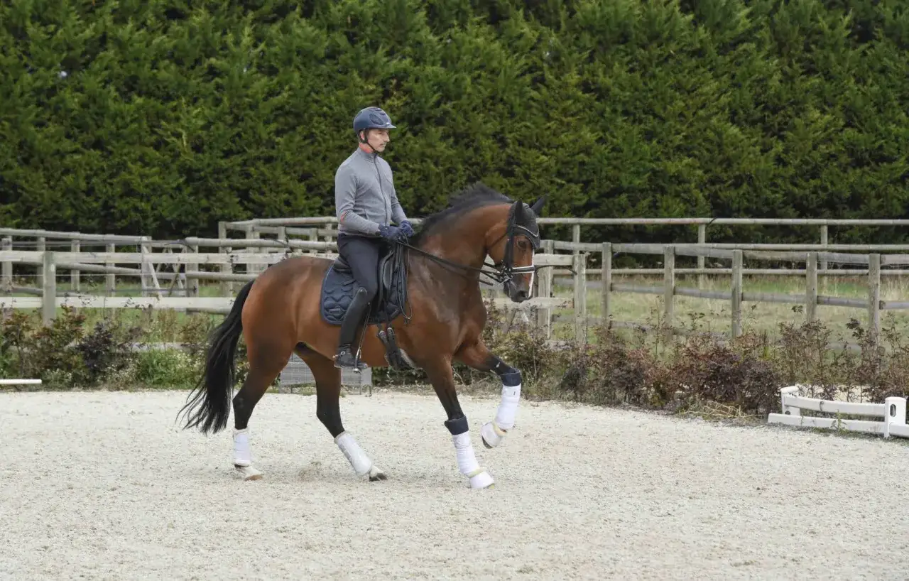 Cavalier en tenue de dressage, exécutant une serpentine avec son cheval bai dans une carrière.