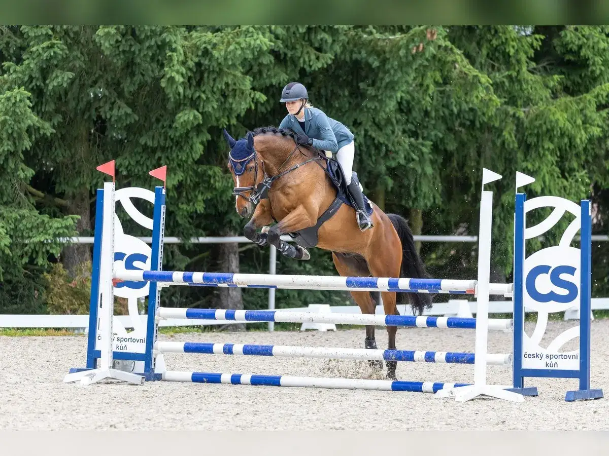 Un cheval de sport irlandais, monté par une cavalière en tenue d'équitation, saute par-dessus un obstacle bleu et blanc.